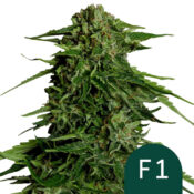 wholesale royal queen seeds epsilon f1 autoflowering cannabis seeds 5 seeds pack
