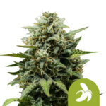 wholesale-royal-queen-seeds-fat-banana-auto-autoflowering-cannabis-seeds-3-seeds-pack-1
