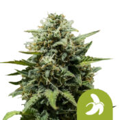 wholesale-royal-queen-seeds-fat-banana-auto-autoflowering-cannabis-seeds-3-seeds-pack-1