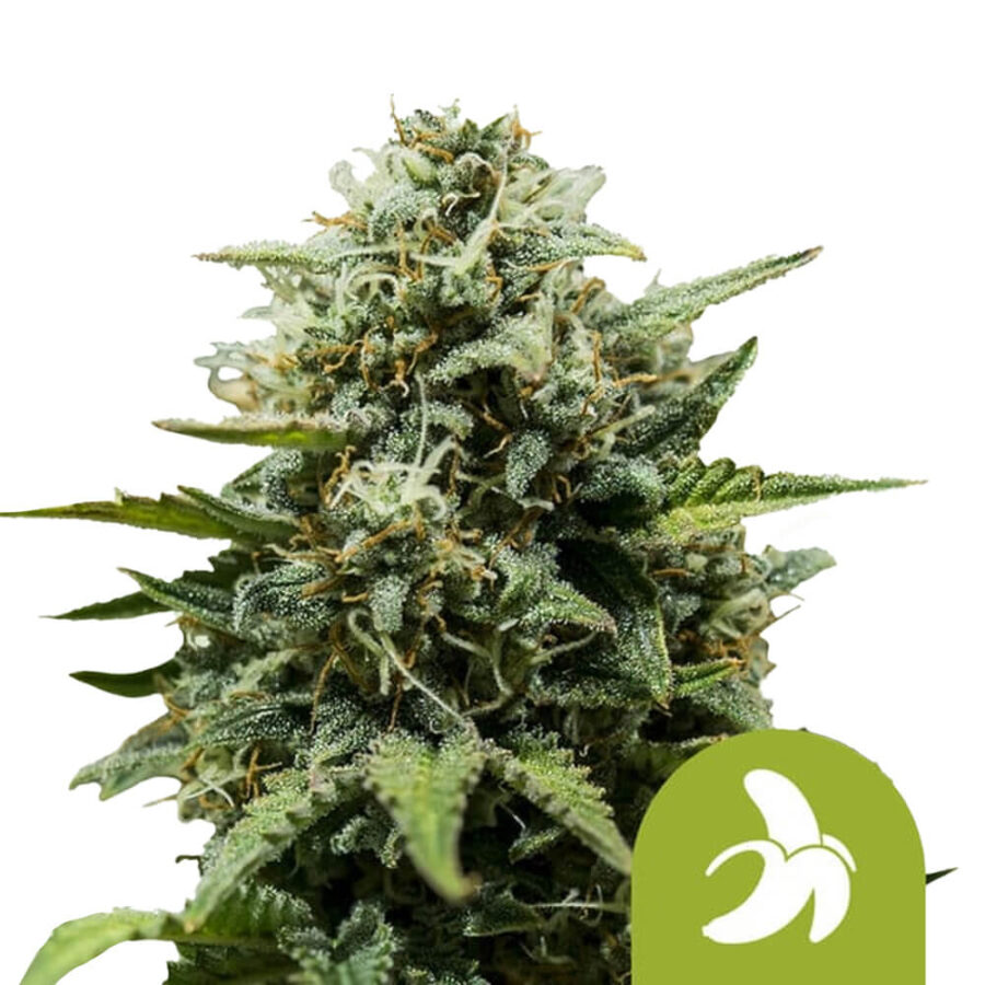wholesale-royal-queen-seeds-fat-banana-auto-autoflowering-cannabis-seeds-3-seeds-pack-1