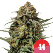 Royal Queen Seeds x Tyson 2.0 Gelato 44 autoflowering cannabis seeds (5 seeds pack)