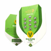 wholesale-royal-queen-seeds-granddaddy-purple-auto-autoflowering-cannabis-seeds-3-seeds-pack-1