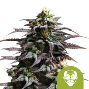 Royal Queen Seeds Granddaddy Purple Auto autoflowering cannabis seeds (5 seeds pack)