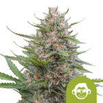 wholesale-royal-queen-seeds-grape-ape-auto-autoflowering-cannabis-seeds-5-seeds-pack