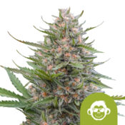 Royal Queen Seeds Grape Ape Auto autoflowering cannabis seeds (5 seeds pack)