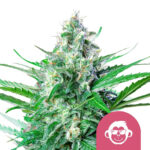 wholesale royal queen seeds grape ape feminized cannabis seeds 3 seeds pack