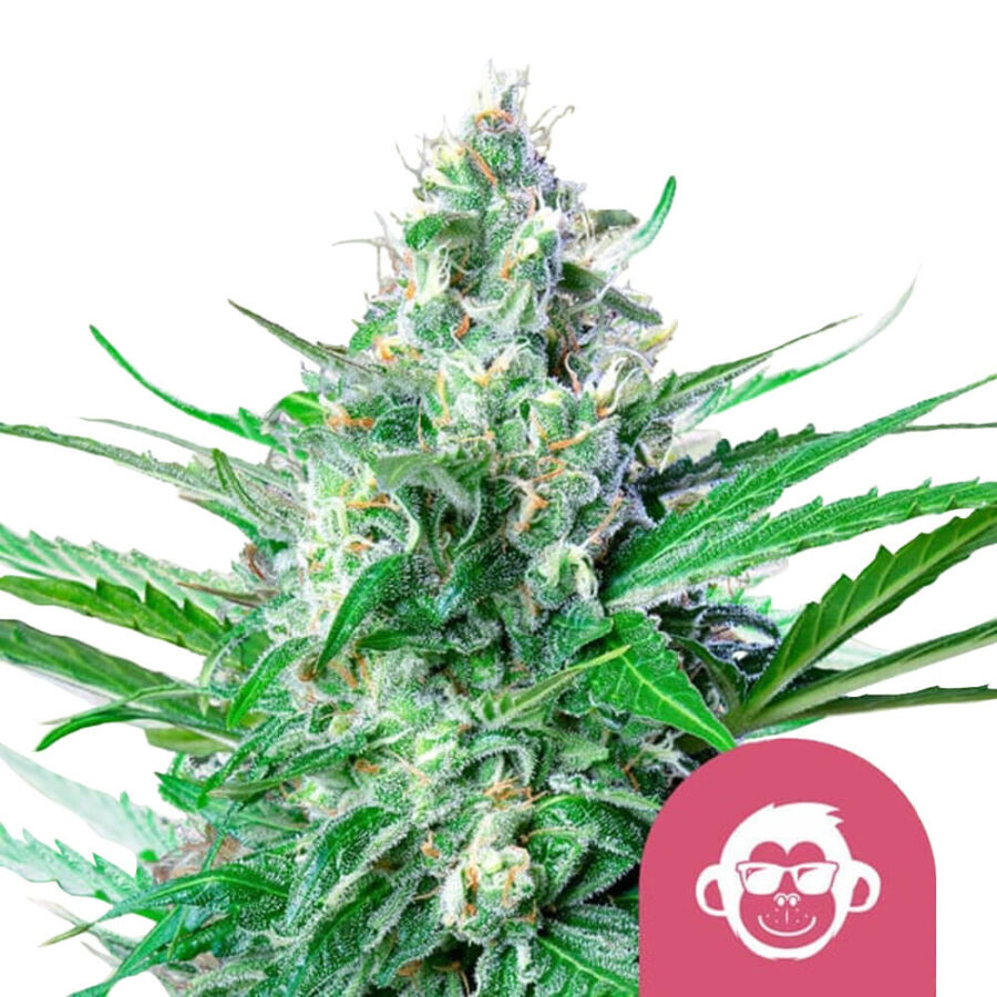 wholesale royal queen seeds grape ape feminized cannabis seeds 3 seeds pack