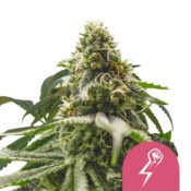 wholesale-royal-queen-seeds-green-crack-punch-feminized-cannabis-seeds-5-seeds-pack