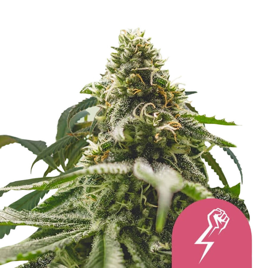 wholesale-royal-queen-seeds-green-crack-punch-feminized-cannabis-seeds-5-seeds-pack