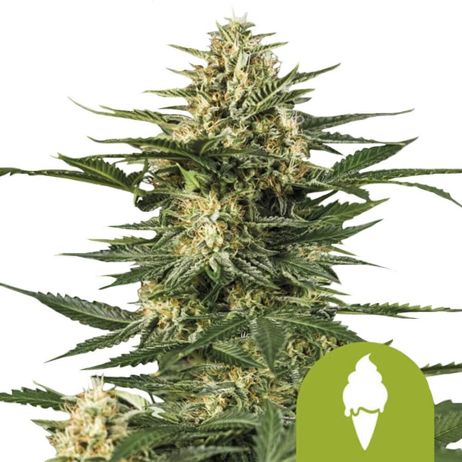 wholesale-royal-queen-seeds-green-gelato-auto-autoflowering-cannabis-seeds-5-seeds-pack