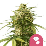 wholesale-royal-queen-seeds-gushers-feminized-cannabis-seeds-3-seeds-pack