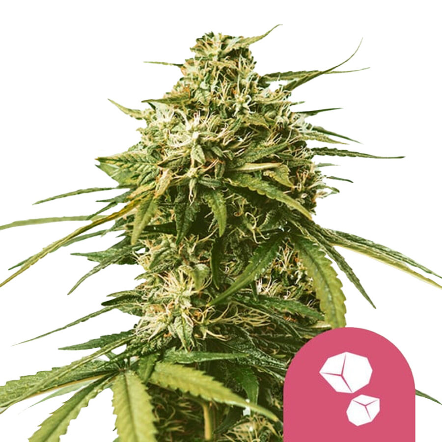 wholesale-royal-queen-seeds-gushers-feminized-cannabis-seeds-3-seeds-pack