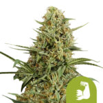 wholesale-royal-queen-seeds-hulkberry-automatic-autoflowering-cannabis-seeds-5-seeds-pack