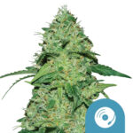 wholesale-royal-queen-seeds-joannes-cbd-cannabis-seeds-5-seeds-pack