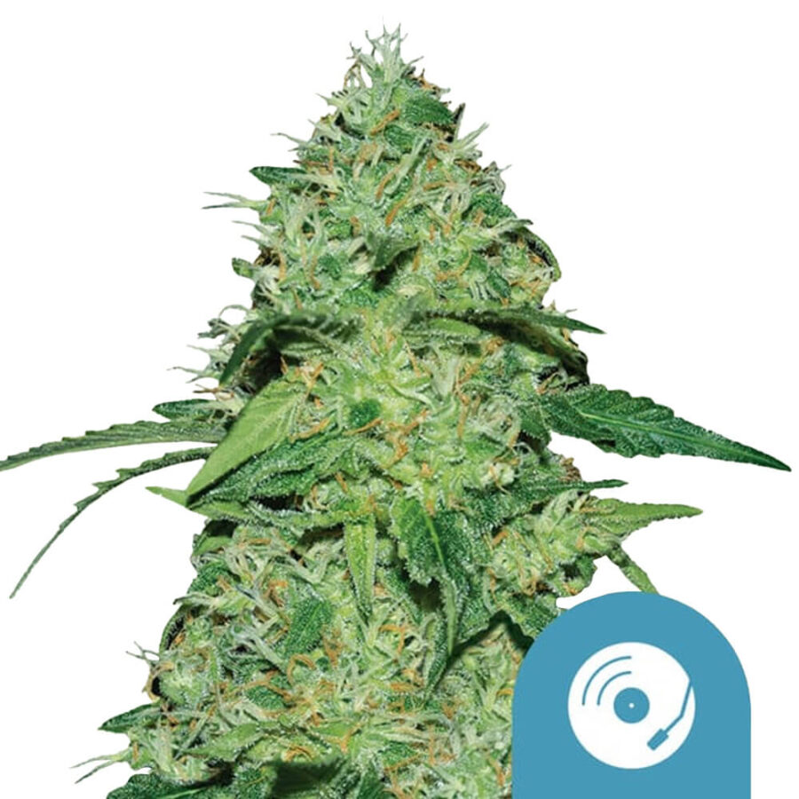 wholesale-royal-queen-seeds-joannes-cbd-cannabis-seeds-5-seeds-pack