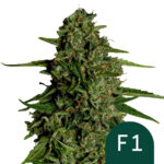 wholesale-royal-queen-seeds-medusa-f1-autoflowering-cannabis-seeds-5-seeds-pack