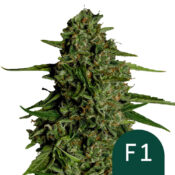 wholesale-royal-queen-seeds-medusa-f1-autoflowering-cannabis-seeds-5-seeds-pack