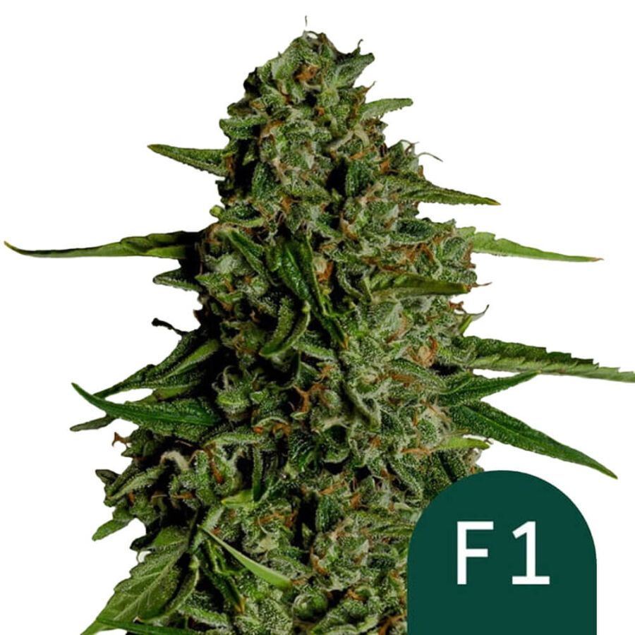 wholesale-royal-queen-seeds-medusa-f1-autoflowering-cannabis-seeds-5-seeds-pack