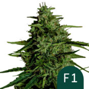 wholesale-royal-queen-seeds-milky-way-f1-autoflowering-cannabis-seeds-5-seeds-pack