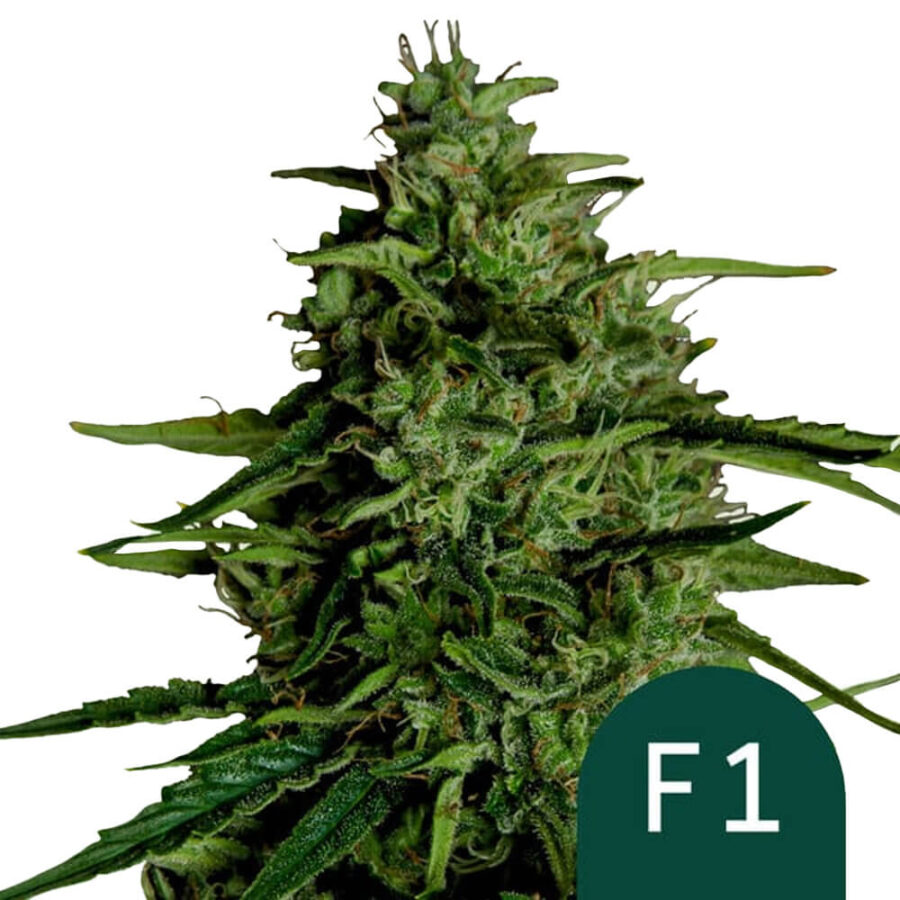 wholesale-royal-queen-seeds-milky-way-f1-autoflowering-cannabis-seeds-5-seeds-pack