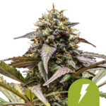 wholesale royal queen seeds north thunderfuck autoflowering cannabis seeds 5 seeds pack