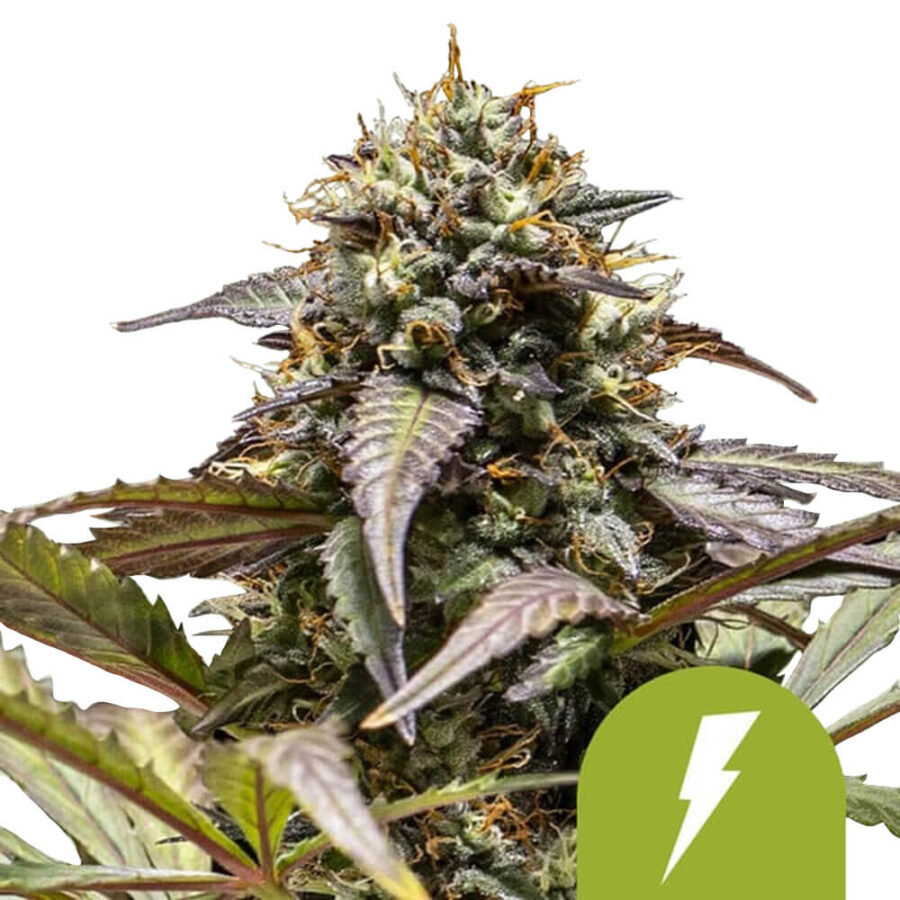 wholesale royal queen seeds north thunderfuck autoflowering cannabis seeds 5 seeds pack