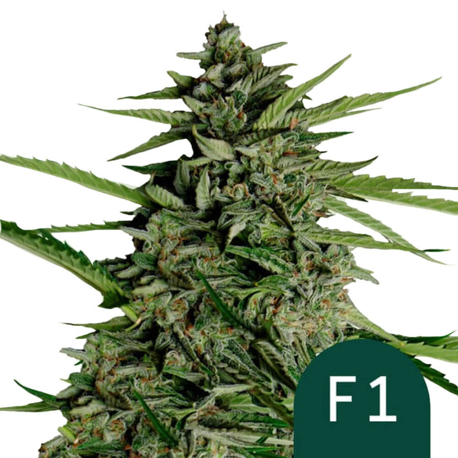 wholesale royal queen seeds orion f1 autoflowering cannabis seeds 3 seeds pack