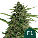 wholesale royal queen seeds orion f1 autoflowering cannabis seeds 5 seeds pack
