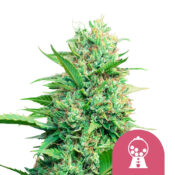 wholesale royal queen seeds pink runtz feminized cannabis seeds 3 seeds pack