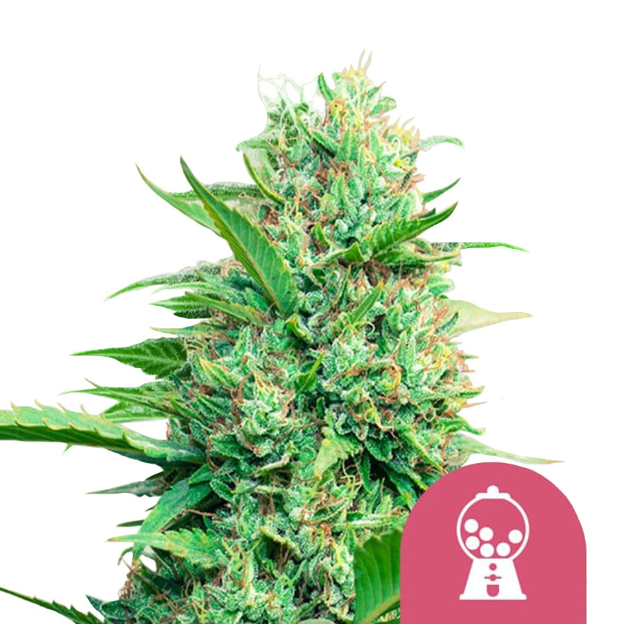 wholesale royal queen seeds pink runtz feminized cannabis seeds 3 seeds pack