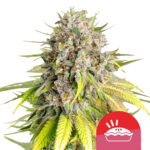 wholesale-royal-queen-seeds-punch-pie-autoflowering-cannabis-seeds-3-seeds-pack