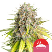 Royal Queen Seeds x Tyson 2.0 Punch Pie autoflowering cannabis seeds (3 seeds pack)