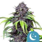 Royal Queen Seeds Purplematic CBD cannabis seeds (3 seeds pack)