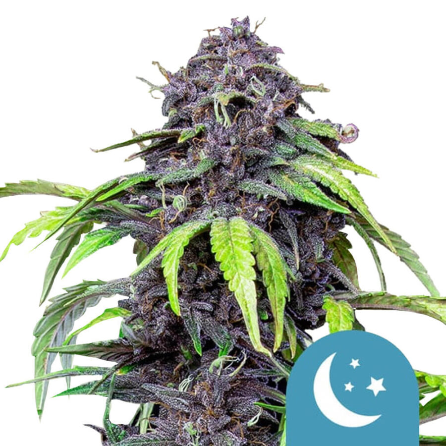 wholesale royal queen seeds purplematic cbd cannabis seeds 3 seeds pack