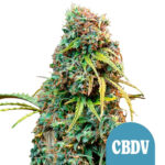 wholesale-royal-queen-seeds-royal-cbdv-autoflowering-cannabis-seeds-3-seeds-pack