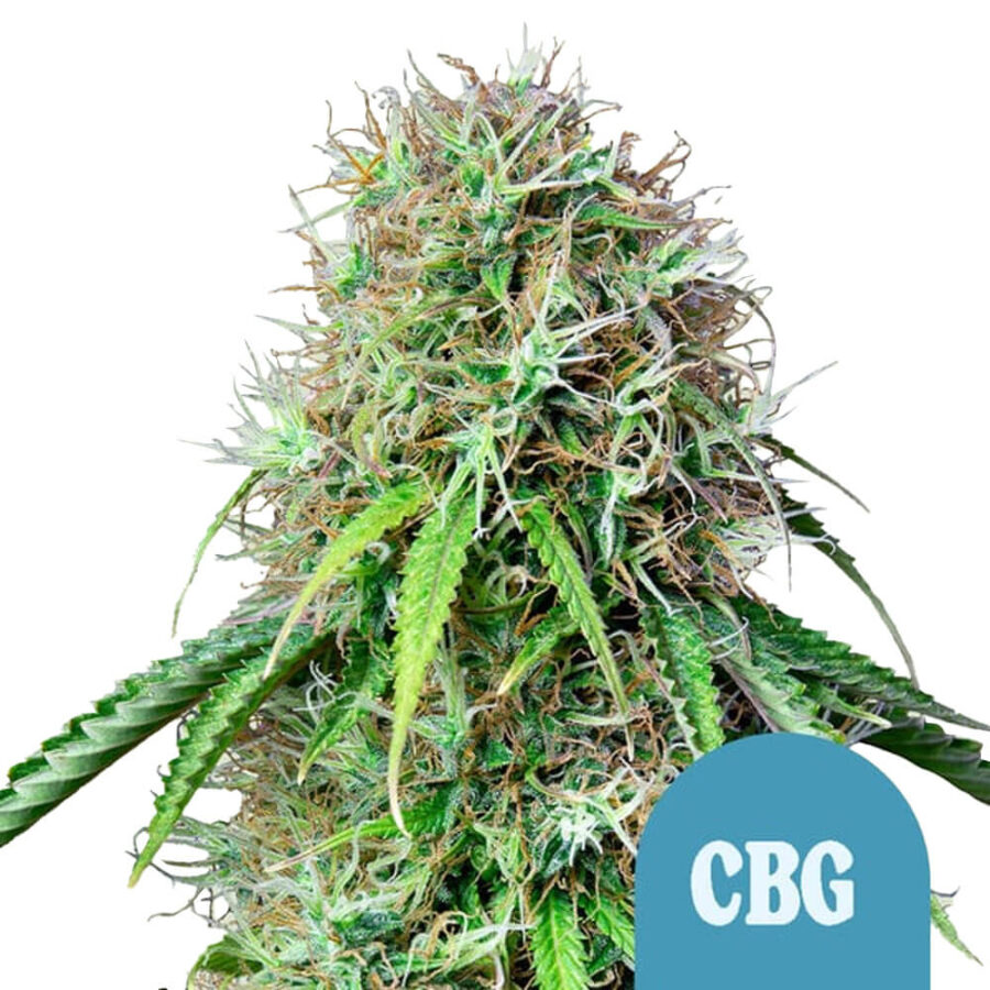 wholesale-royal-queen-seeds-royal-cbg-autoflowering-cannabis-seeds-3-seeds-pack