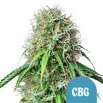 wholesale royal queen seeds royal cbg autoflowering cannabis seeds 5 seeds pack