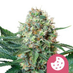 wholesale royal queen seeds royal cookies feminized cannabis seeds 3 seeds pack