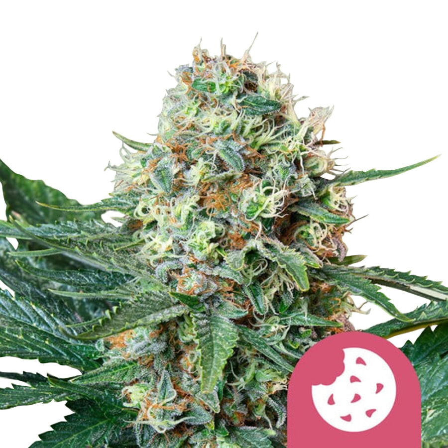 wholesale-royal-queen-seeds-royal-cookies-feminized-cannabis-seeds-5-seeds-pack