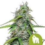 wholesale-royal-queen-seeds-royal-gorilla-automatic-autoflowering-cannabis-seeds-5-seeds-pack