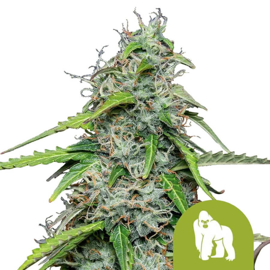 wholesale-royal-queen-seeds-royal-gorilla-automatic-autoflowering-cannabis-seeds-5-seeds-pack