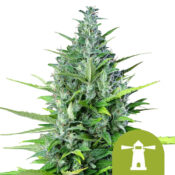 wholesale-royal-queen-seeds-royal-haze-autoflowering-cannabis-seeds-5-seeds-pack