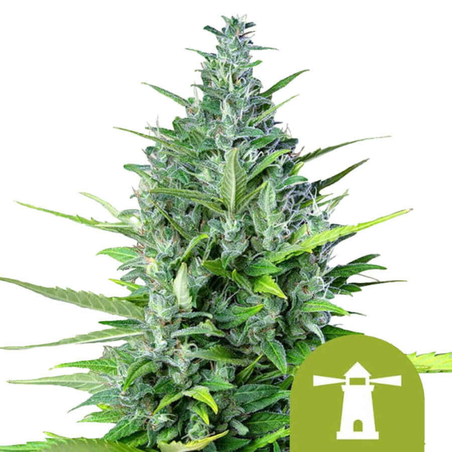 wholesale-royal-queen-seeds-royal-haze-autoflowering-cannabis-seeds-5-seeds-pack