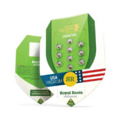 venta al por mayor-royal-queen-seeds-royal-runtz-auto-auto-semillas-de-cannabis-semillas-3-semillas-pack-1