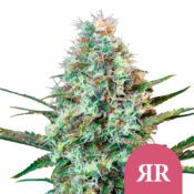wholesale royal queen seeds royal runtz feminized cannabis seeds 5 seeds pack
