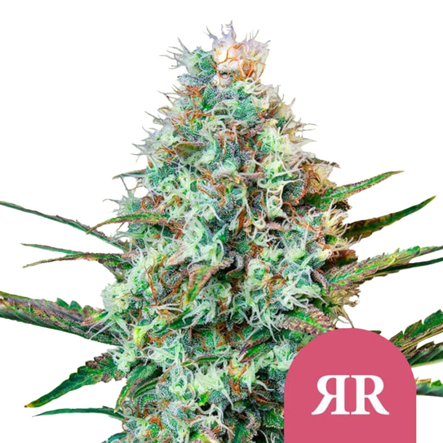 wholesale royal queen seeds royal runtz feminized cannabis seeds 5 seeds pack