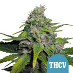 wholesale-royal-queen-seeds-royal-thcv-autoflowering-cannabis-seeds-3-seeds-pack