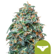 wholesale-royal-queen-seeds-sherbet-queen-auto-autoflowering-cannabis-seeds-5-seeds-pack