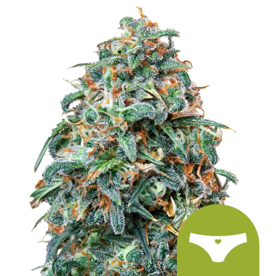 wholesale-royal-queen-seeds-sherbet-queen-auto-autoflowering-cannabis-seeds-5-seeds-pack