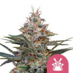 wholesale royal queen seeds shogun feminized cannabis seeds 3 seeds pack